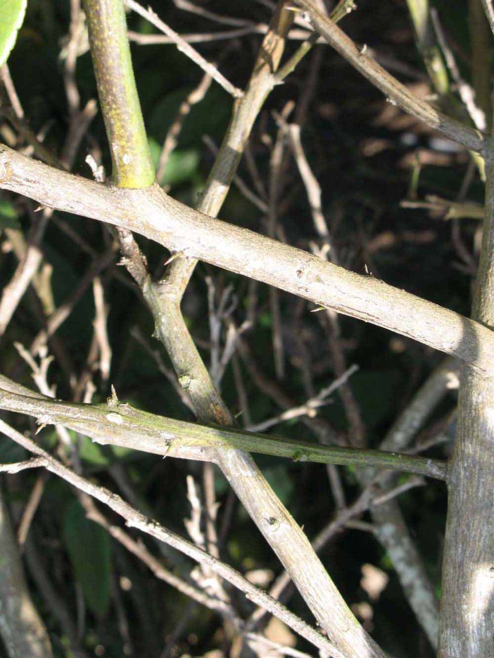              Second - third year twig (Winter Haven, FL)       